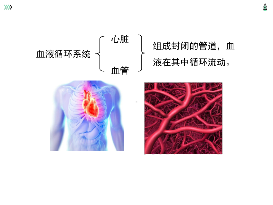 北京延庆区初中生物总复习主题四：生物圈的人（三四）.pptx_第2页