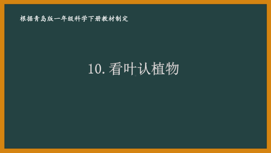 2021六三制新青岛版一年级科学下册第三单元10《看叶认植物》 课件.ppt_第1页