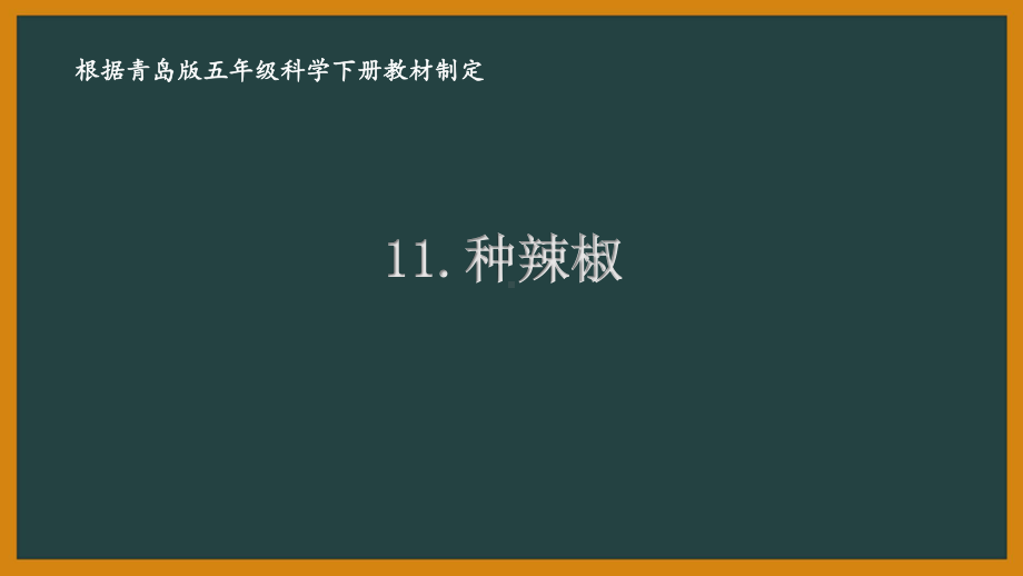 2021青岛版六制五年级科学下册第三单元11《种辣椒》课件.pptx_第1页