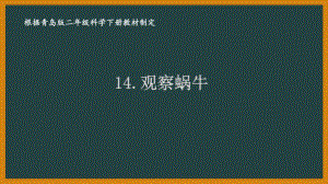 2021六制《青岛版二年级科学下册》第四单元14《观察蜗牛》课件.pptx