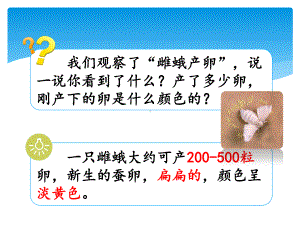 2020新湘科版四年级下册科学2.4 昆虫的一生 ppt课件.ppt