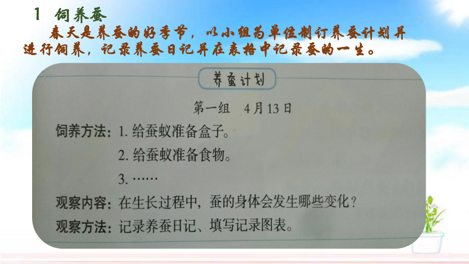 2021新冀人版四年级下册科学9.蚕的一生ppt课件.pptx_第3页