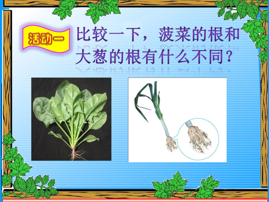 （四年级上册《道德与法治》课件PPT）9植物的根.ppt_第3页