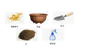 12.种辣椒教学课件.pptx