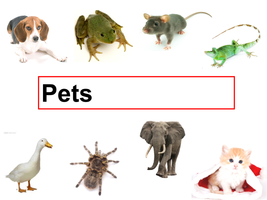 教科版三下Module 6 Pets-Unit 11 They're lovely.-Let's talk-ppt课件-(含教案+音频)--(编号：900f3).zip