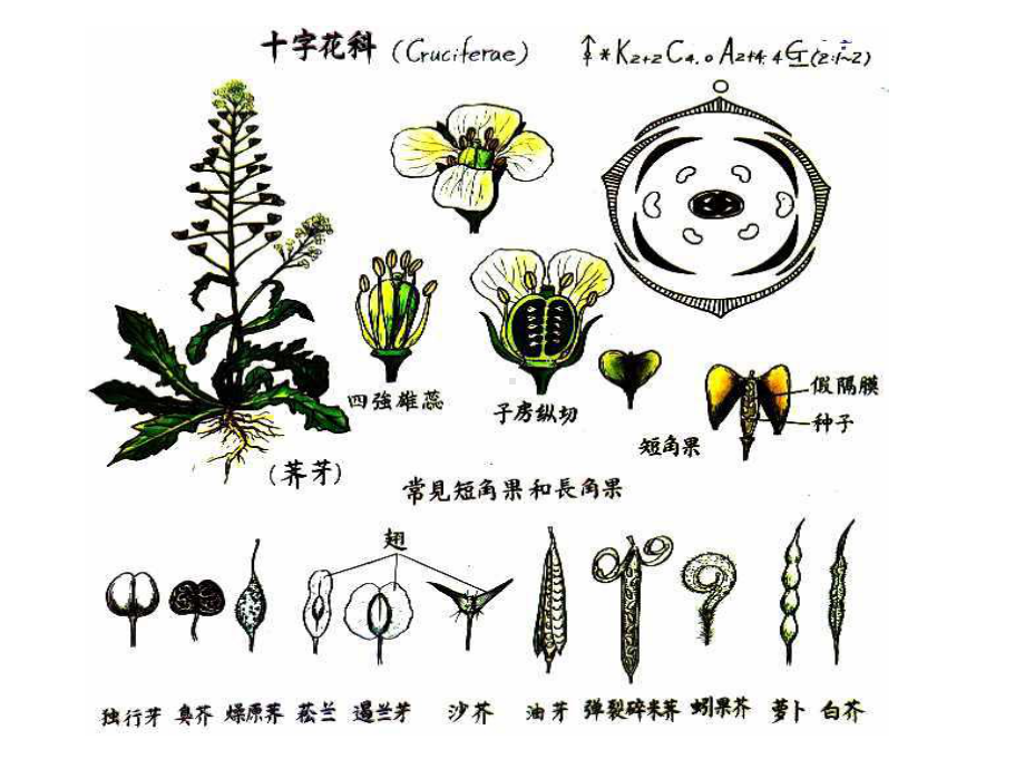 2022高中生物竞赛被子植物二课件.ppt_第2页