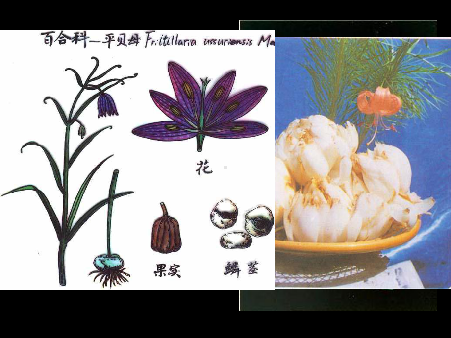 2022高中生物竞赛单子叶植物课件.ppt_第3页