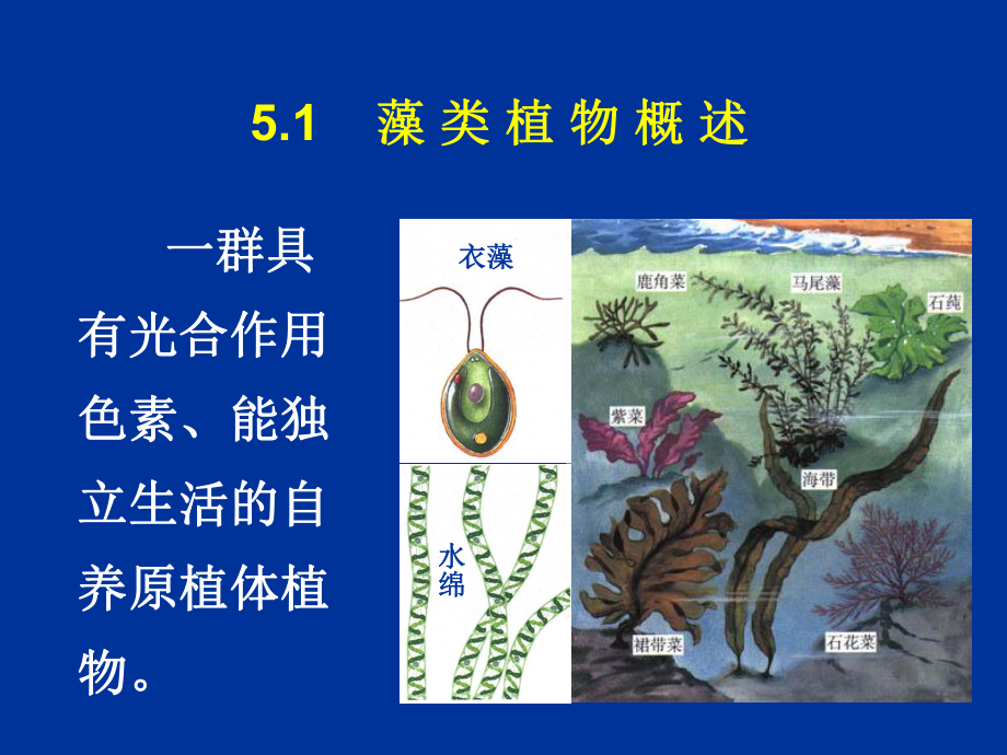 2022高中生物竞赛藻类植物课件.ppt_第3页