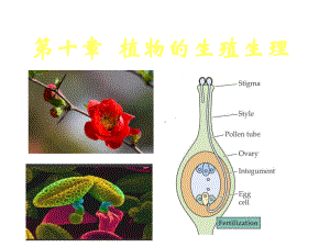 2022高中生物竞赛植物生殖生理课件.ppt