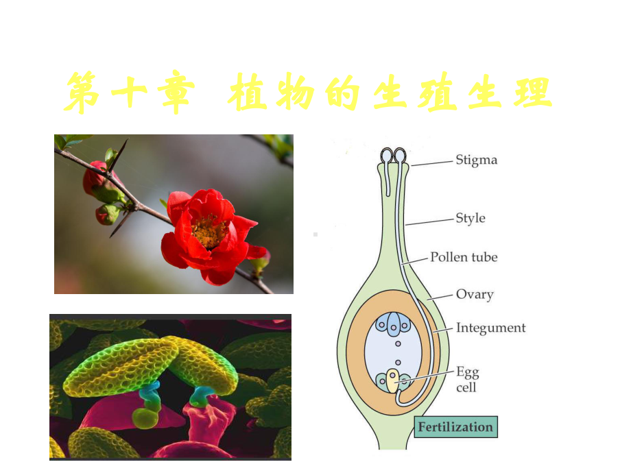 2022高中生物竞赛植物生殖生理课件.ppt_第1页