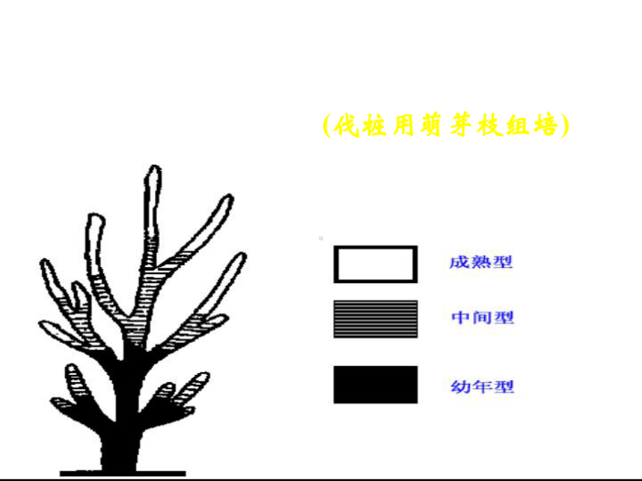 2022高中生物竞赛植物生殖生理课件.ppt_第3页