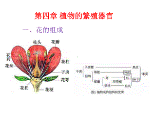 2022高中生物竞赛植物的繁殖器官课件.ppt