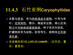 2022高中生物竞赛石竹科亚纲课件.ppt