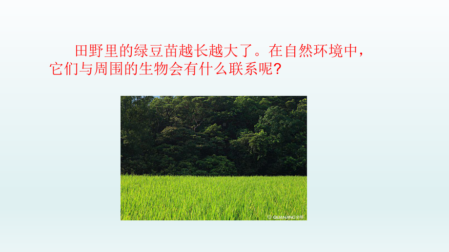 2021新教科版五年级下册《科学》 食物链和食物网ppt课件.pptx_第2页