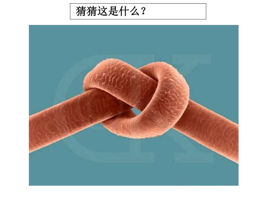 2021新教科版六年级上册《科学》1.2《怎样放得更大》 ppt课件.ppt_第2页