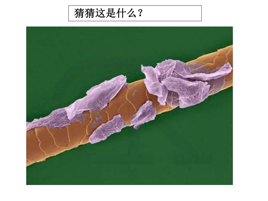 2021新教科版六年级上册《科学》1.2《怎样放得更大》 ppt课件.ppt_第3页