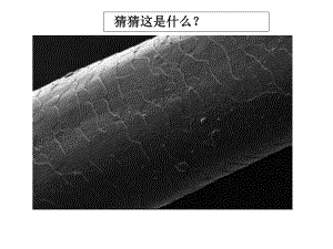 2021新教科版六年级上册《科学》1.2《怎样放得更大》 ppt课件.ppt