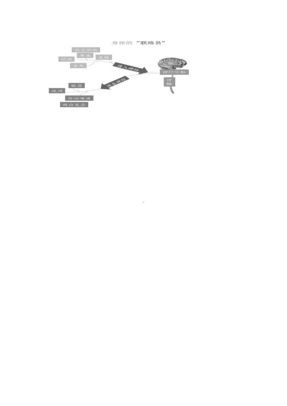 2021新教科版五年级上册《科学》4.5《身体的“联络员”》教学设计.doc_第3页