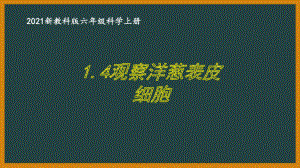 新教科版2021六年级科学上册《1.4观察洋葱表皮细胞》课件.pptx