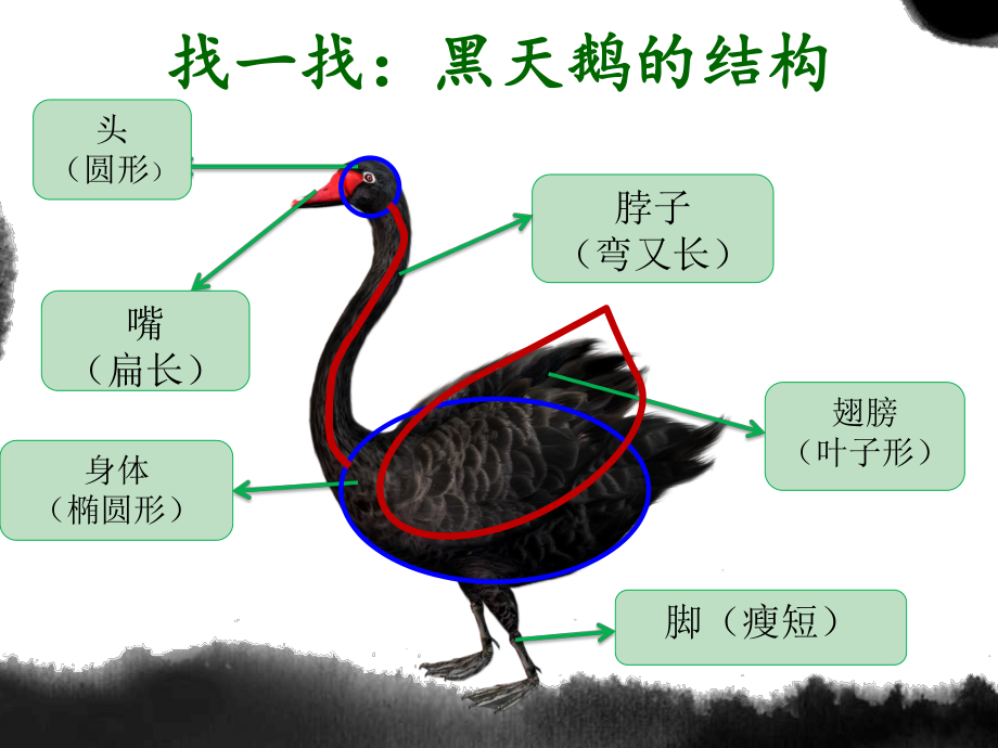 岭南版四年级上册《美术》12. 快乐的黑天鹅 ppt课件.ppt_第2页