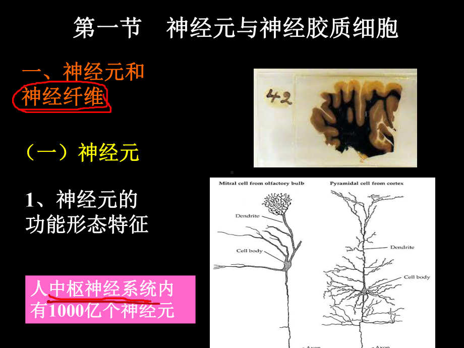 神经生理全册配套最完整精品课件1.ppt_第3页