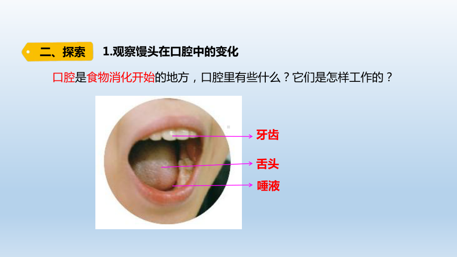 小学科学教科版四年级上册第二单元第7课《食物在口腔里的变化》课件（2020版）.pptx_第3页