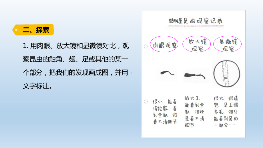 小学科学教科版六年级上册第一单元第3课《观察身边的微小物体》课件（2021版）.pptx_第3页