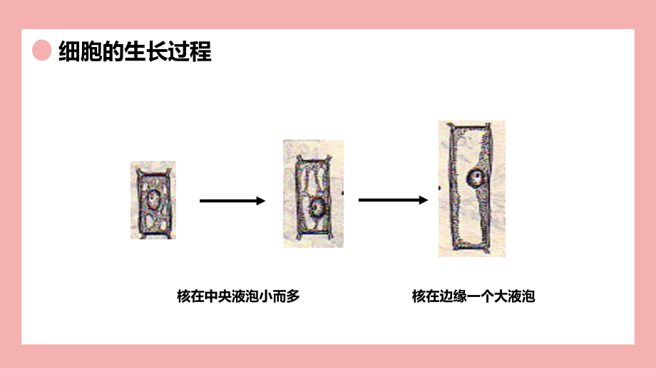 初中七年级生物上册《细胞通过分裂产生新细胞》课件PPT模板部編版.pptx_第3页