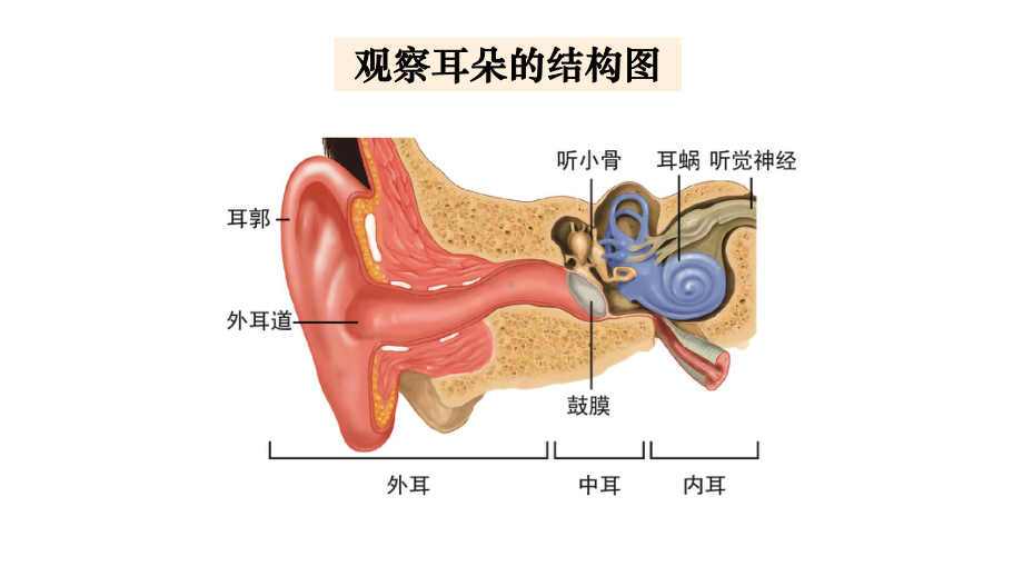 2021新教科版四年级上册科学1.4我们是怎样听到声音的ppt课件.pptx_第2页