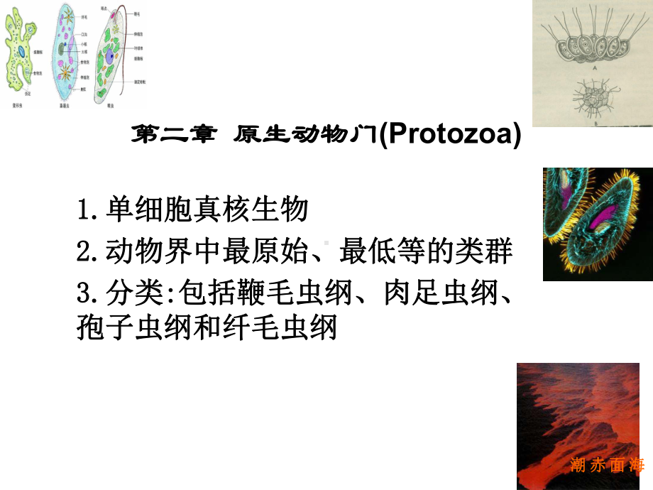 动物学全册配套最完整精品课件1.ppt_第2页