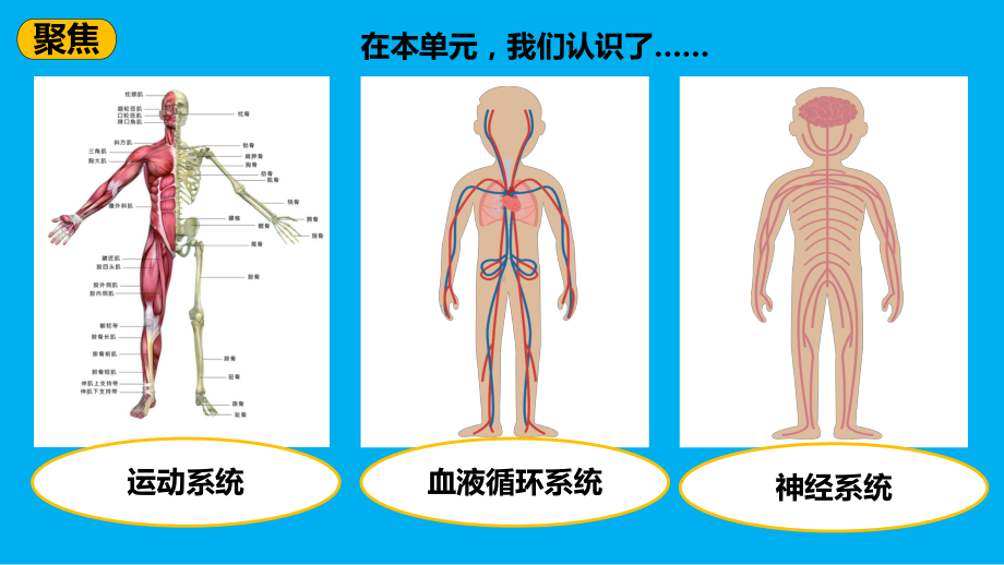 小学科学教科版五年级上册第四单元第7课《制定健康生活计划》课件7（2021新版）.pptx_第2页