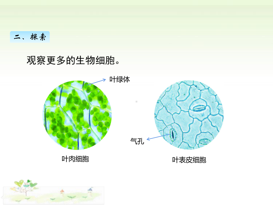 2021新教科版五年级上册科学1.5观察更多的生物细胞ppt课件.pptx_第3页