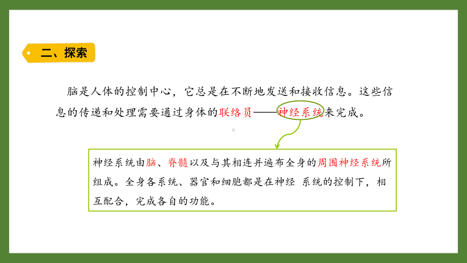 新教科版2021~2022五年级科学上册第四单元《5身体的联络员》课件.pptx_第3页