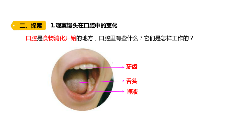 2021新教科版四年级上册科学2.7.《食物在口腔里的变化》 ppt课件.pptx_第3页