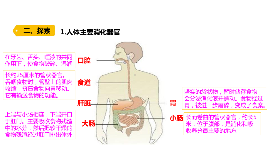 2021新教科版四年级上册科学2.8.《食物在身体里的旅行》 ppt课件.pptx_第3页