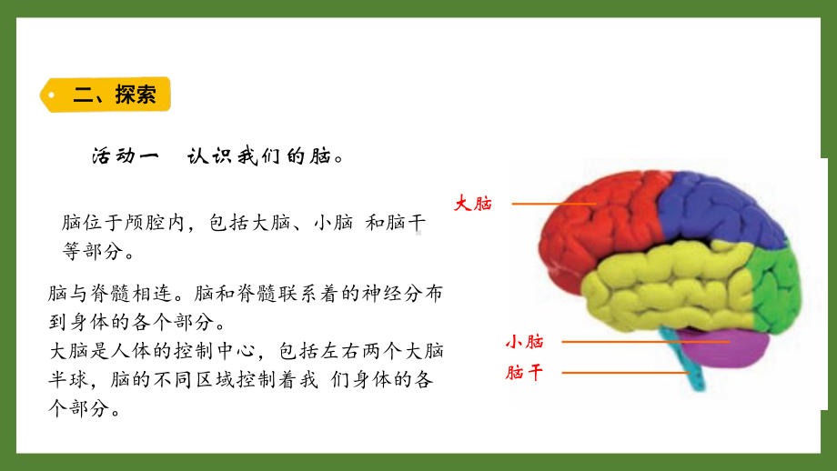 新教科版2021~2022五年级科学上册第四单元《4身体的“总指挥”》课件.pptx_第3页