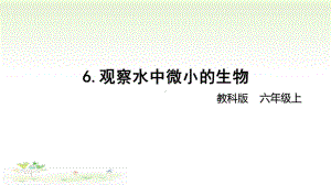 2021新教科版六年级上册科学1-6 《观察水中微小的生物》 ppt课件.pptx