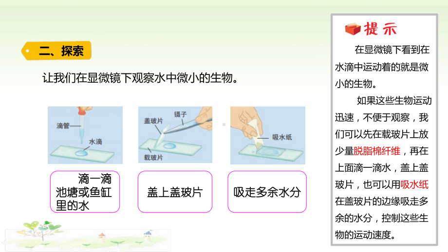 2021新教科版六年级上册科学1-6 《观察水中微小的生物》 ppt课件.pptx_第3页