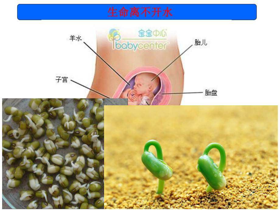 必修1生物新教材人教 2.2细胞中的无机物.pptx_第3页