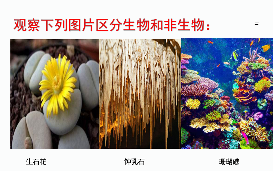 1.1.1生物的特征-课件-2021-2022学年人教版七年级生物上册(4).pptx_第3页