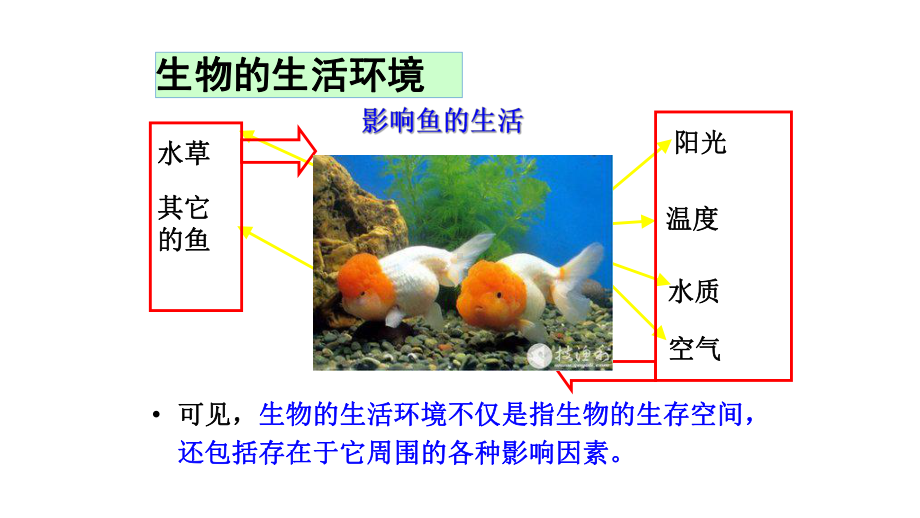 1.2.1生物与环境的关系-课件-2021-2022学年人教版七年级生物上册.pptx_第3页