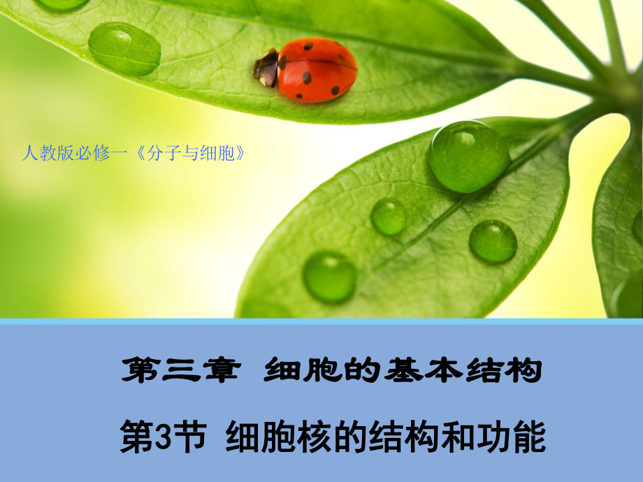 必修1生物新教材人教 3.3 细胞核的结构和功能.ppt_第1页