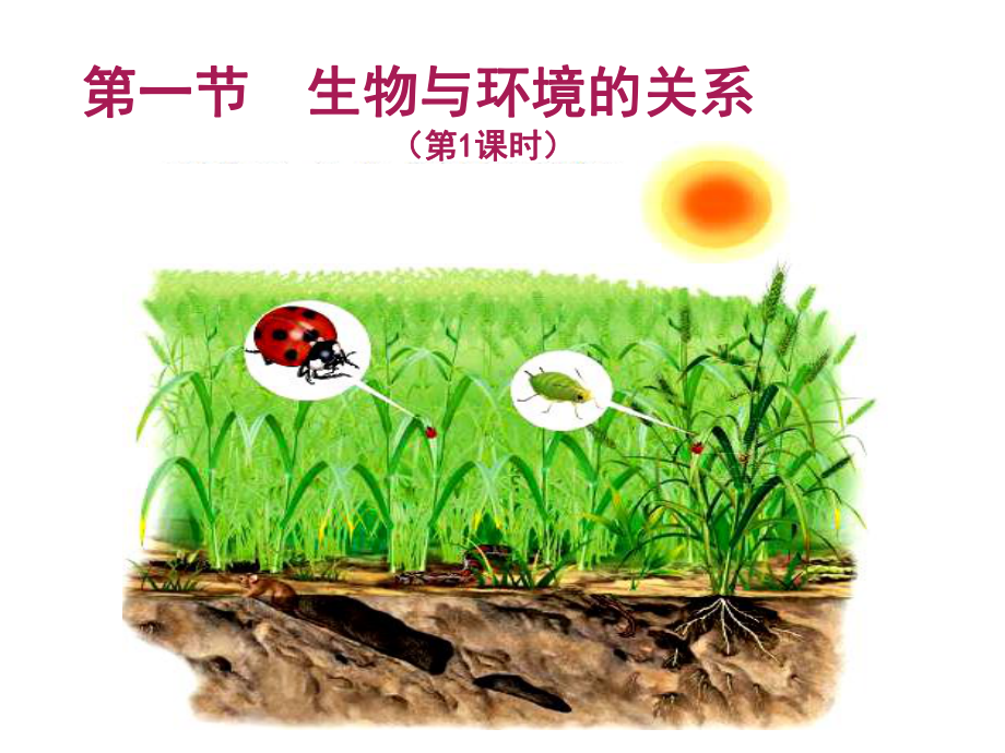 1.2.1生物与环境的关系-课件-2021-2022学年人教版七年级生物上册(1).ppt_第2页