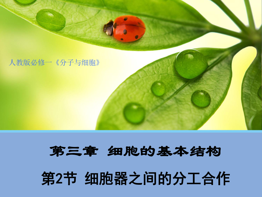 必修1生物新教材人教 3.2 细胞器之间的分工合作.ppt_第1页