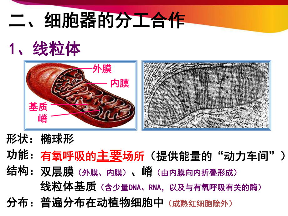 必修1生物新教材人教 3.2 细胞器之间的分工合作.ppt_第3页