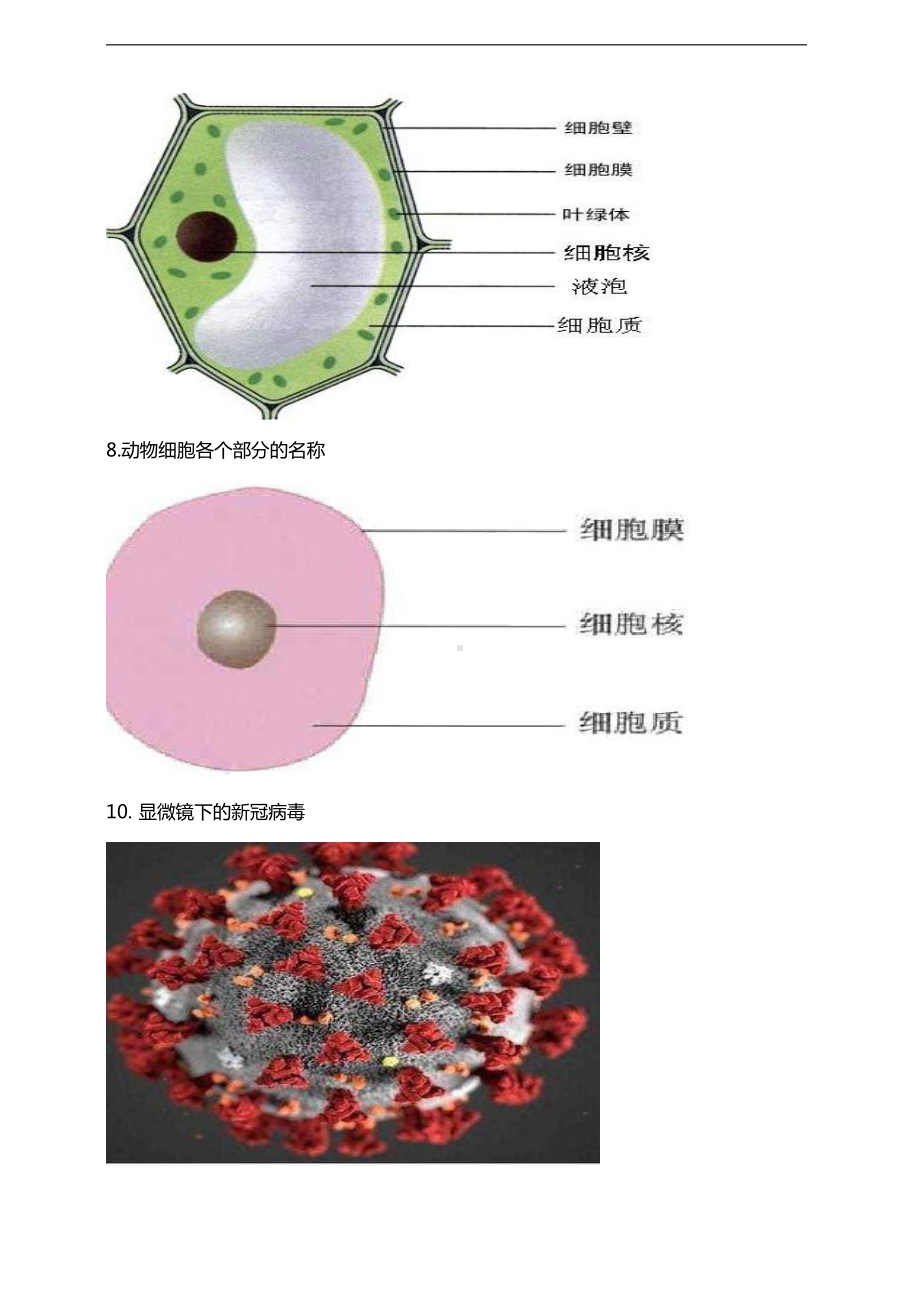 2021新鄂教版五年级上册科学第九课《显微镜下的细胞》知识点总结.doc_第3页