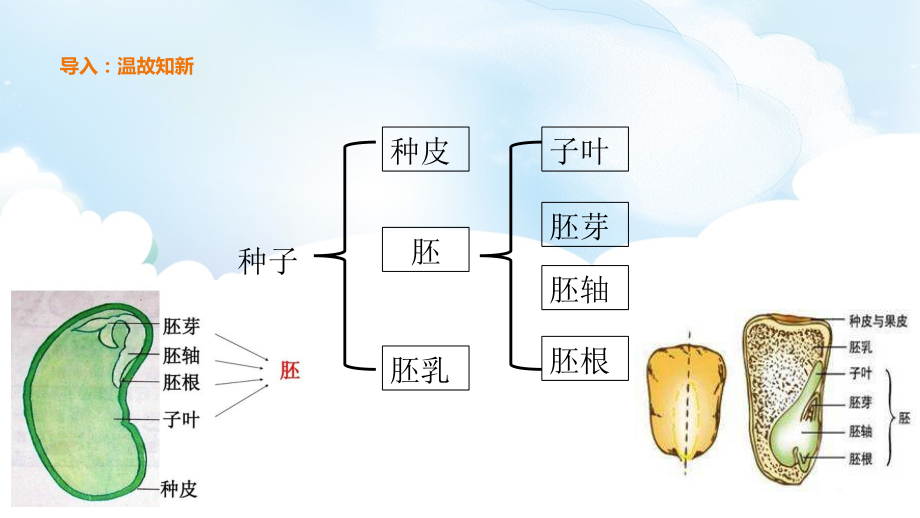 4.3《多种多样的植物》ppt课件（含教案）-2021新教科版六年级上册《科学》.zip