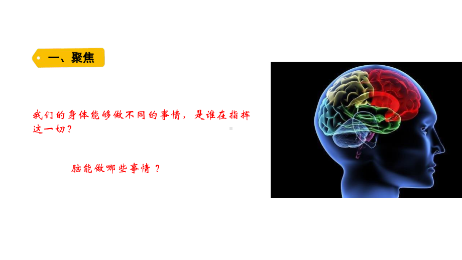 2021新教科版五年级上册科学4-4 身体的“总指挥”ppt课件.pptx_第1页