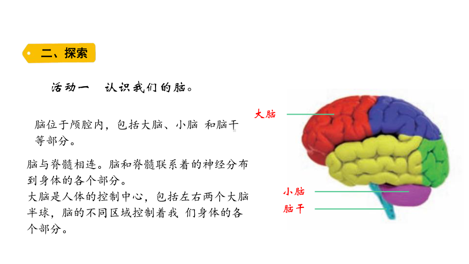 2021新教科版五年级上册科学4-4 身体的“总指挥”ppt课件.pptx_第2页