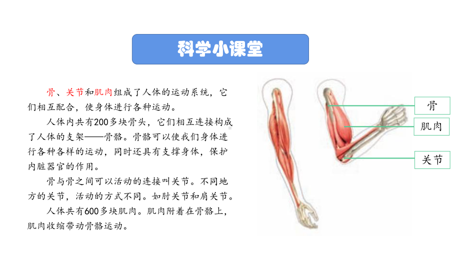 2021新教科版五年级上册科学4-2 身体的运动ppt课件.pptx_第2页